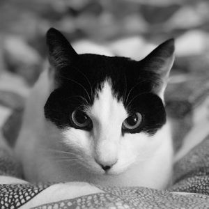 Meet your Posher, Lexis